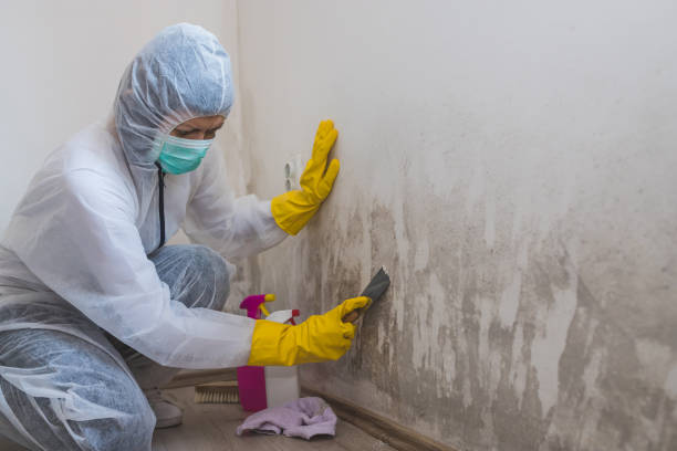 Best Mold Odor Removal Services  in Middlesborough, KY