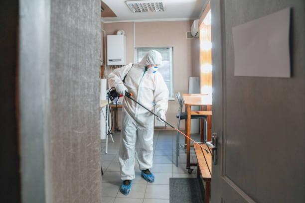 Best Basement Mold Removal  in Middlesborough, KY